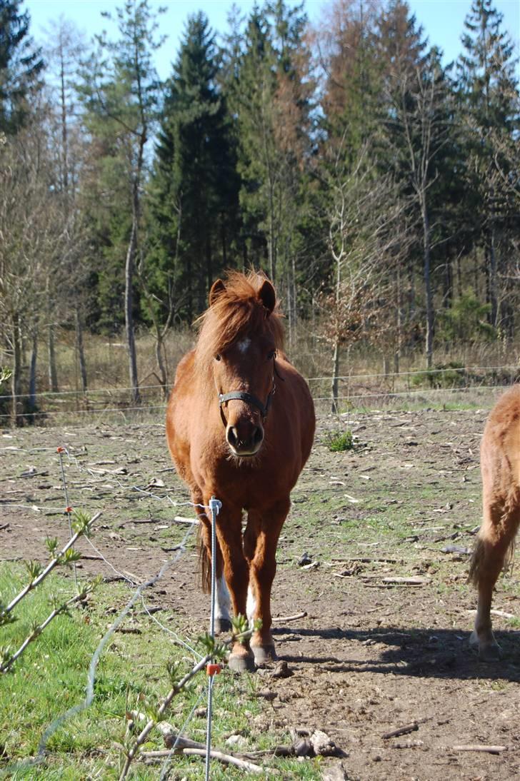 Anden særlig race Aslan billede 16
