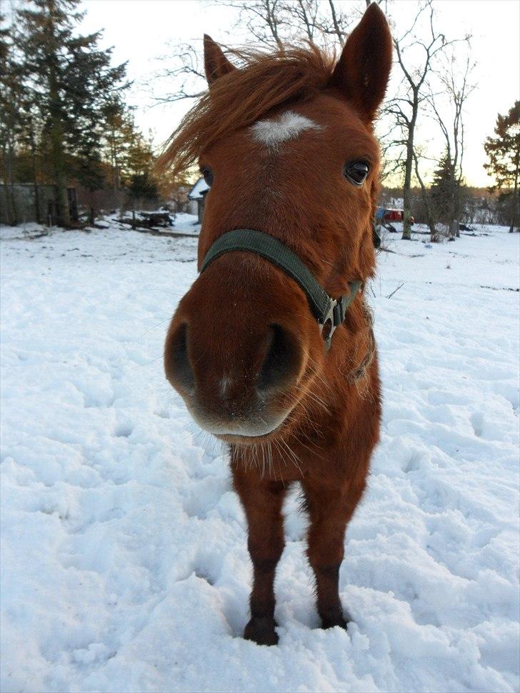 Anden særlig race Aslan - Taget vinteren 2010 :D billede 17