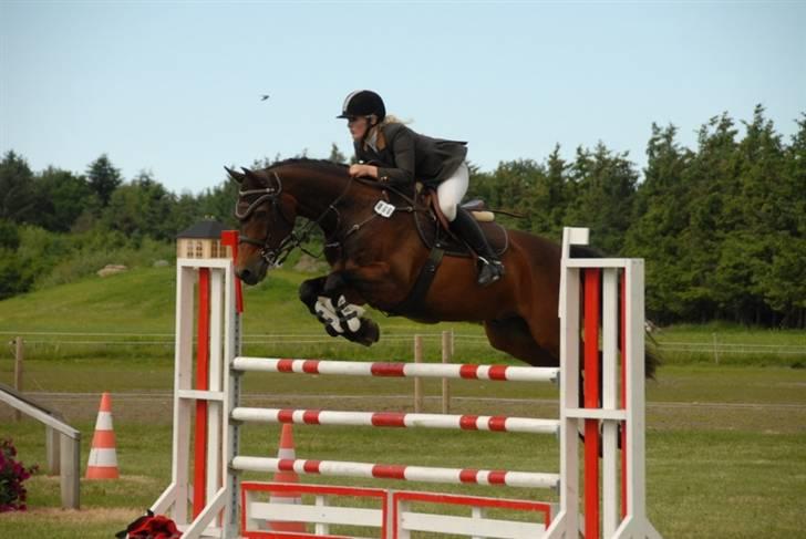 Tysk Oldenburger Leonardo 381 - Leonardo distrikmesterskab 2009 billede 13