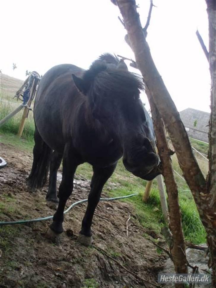Welsh Mountain (sec A) Tarzan  - Træstammen smager godt (;  billede 2