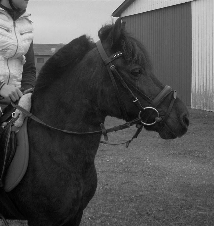 Welsh Mountain (sec A) Tarzan  - Den sidste dag med tarzan :( <3 billede 3