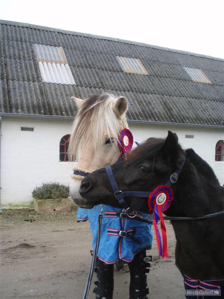 Welsh Mountain (sec A) Tarzan  - Elm og Tarzan lige kommet hjem fra stævne.<33:D | foto Søs <3 billede 4