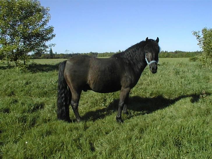 Welsh Mountain (sec A) Tarzan  - Tarzan på fold(: <3 | Foto Søs <3 billede 5