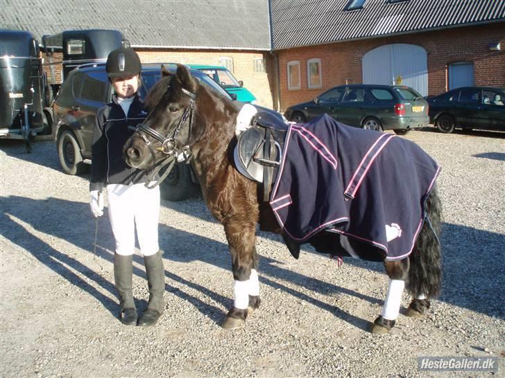 Welsh Mountain (sec A) Tarzan  - mig og tarzan til stævne.<3 | foto Søs<3 billede 6