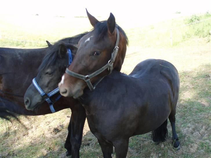 Welsh Mountain (sec A) Tarzan  - to super gode venner de er bare søde<33 | Foto Søs <3 billede 7