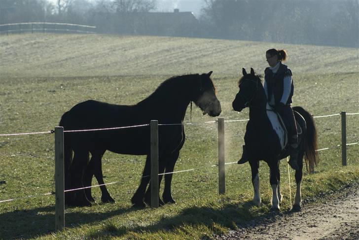 Barockpinto Canasta 93,75% Frieser - Hyggelig ridetur :-) billede 4