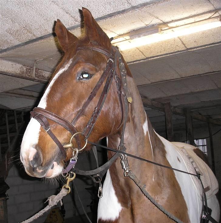 Pinto Horsebjerg Fleur billede 6