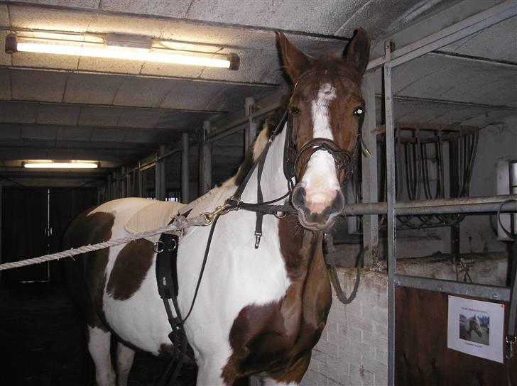 Pinto Horsebjerg Fleur billede 7