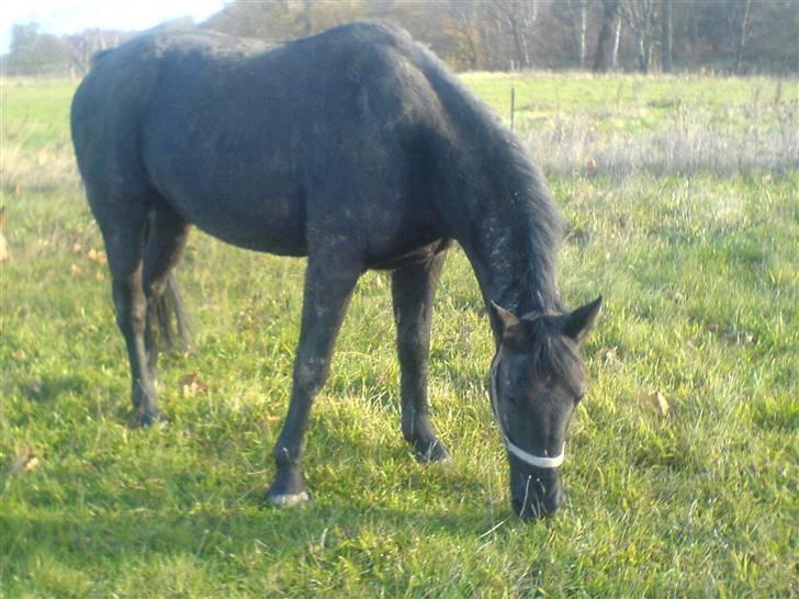 Oldenborg HHE's Turbo - † R.I.P † - Beskidte min på fold . Fra dagen før han blev hentet :´) [Foto: Mig] billede 12