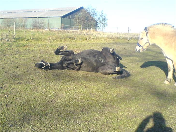 Oldenborg HHE's Turbo - † R.I.P † - Så ruller vi os ! Fra dagen før han blev hentet :´) [Foto: Mig] billede 13