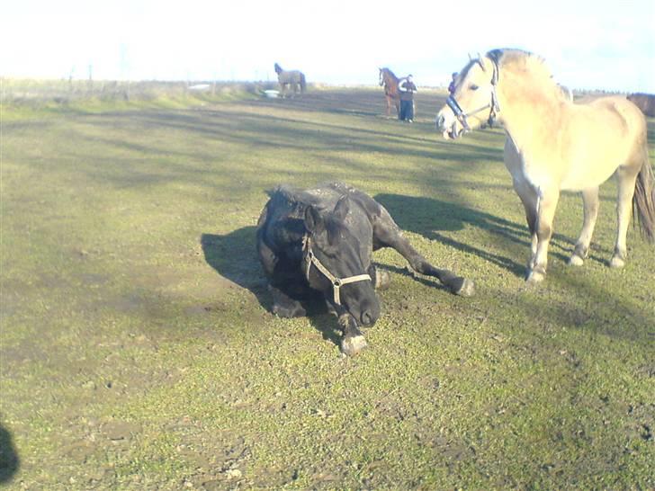 Oldenborg HHE's Turbo - † R.I.P † - DET BEDSTE BILLEDE AF HAM ! Fra dagen før han blev hentet :´) [Foto: Mig] billede 14