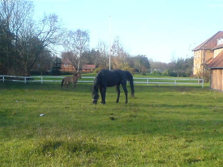 Oldenborg HHE's Turbo - † R.I.P † - Alle hestene stak lige af og løb ind på en forkert fold , hvor de så ud til at ha´ det helt fint :D Fra dagen før han blev hentet :´) [Foto: Mig] billede 15