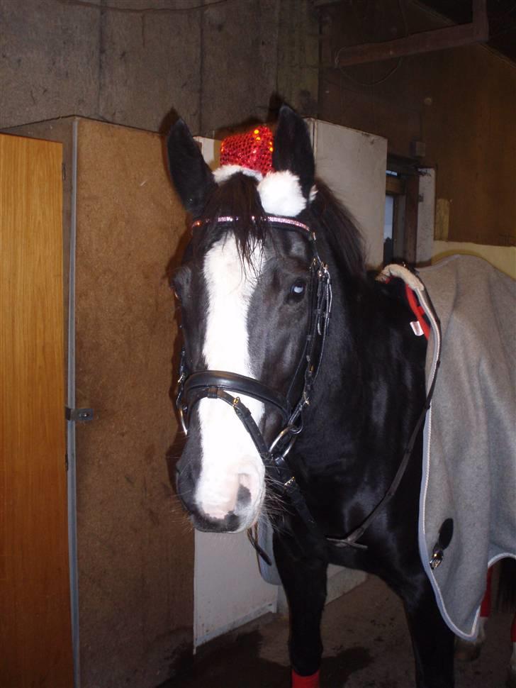 Holstener Priors Maluta billede 14