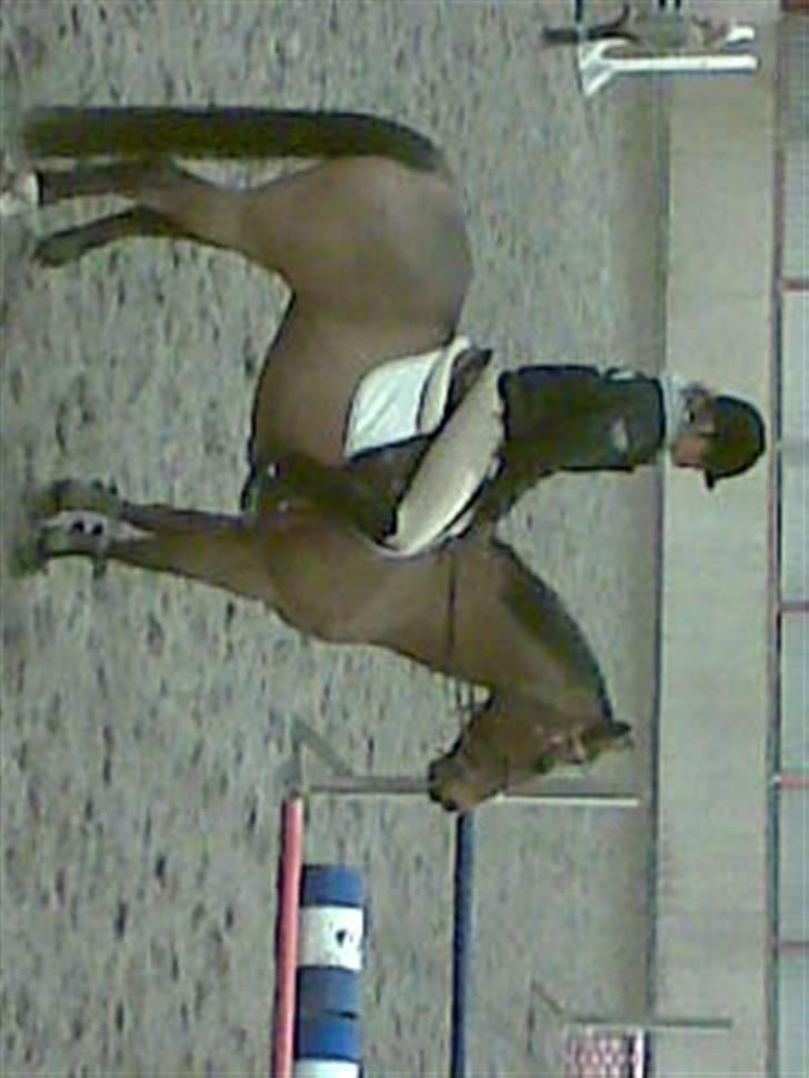 Fuldblod (XX) Honda - RIP. billede 13