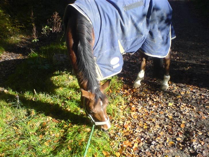 Fuldblod (XX) Honda - RIP. billede 14