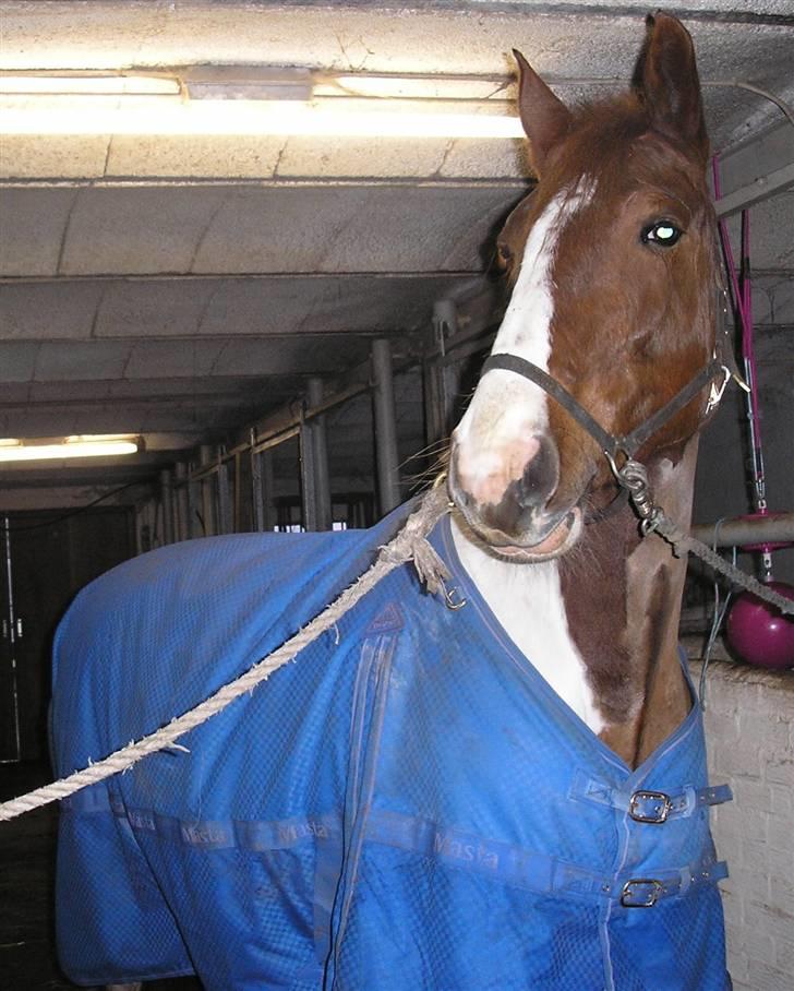 Pinto Horsebjerg Fleur billede 8