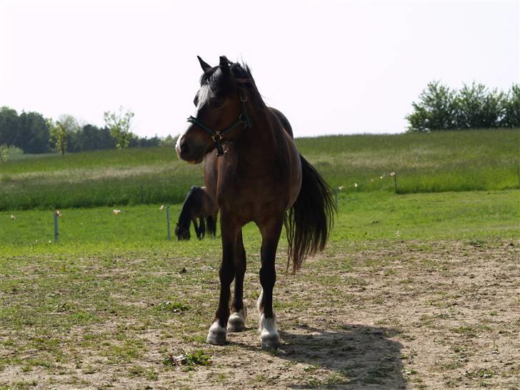 Welsh Mountain (sec A) Assamoses Bobby billede 1