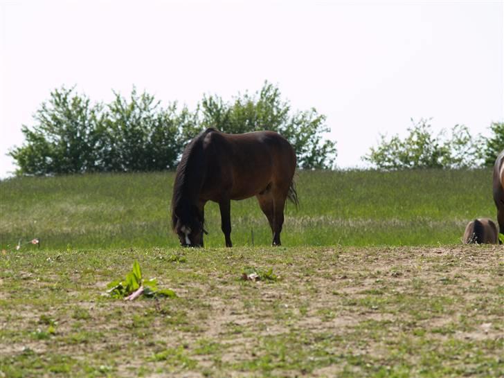 Welsh Mountain (sec A) Assamoses Bobby billede 2