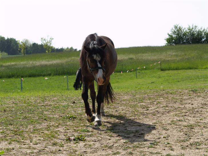 Welsh Mountain (sec A) Assamoses Bobby billede 3