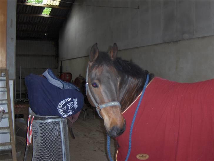 New Forest Kenzo Amarine  - her har jeg lige fået undervisnning af Heidi Hoffmann! billede 6