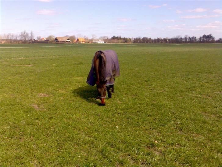 New Forest Kenzo Amarine  - her er min million på marken :)  billede 7