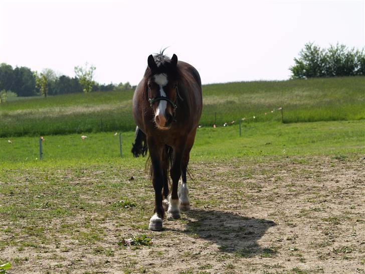Welsh Mountain (sec A) Assamoses Bobby billede 4