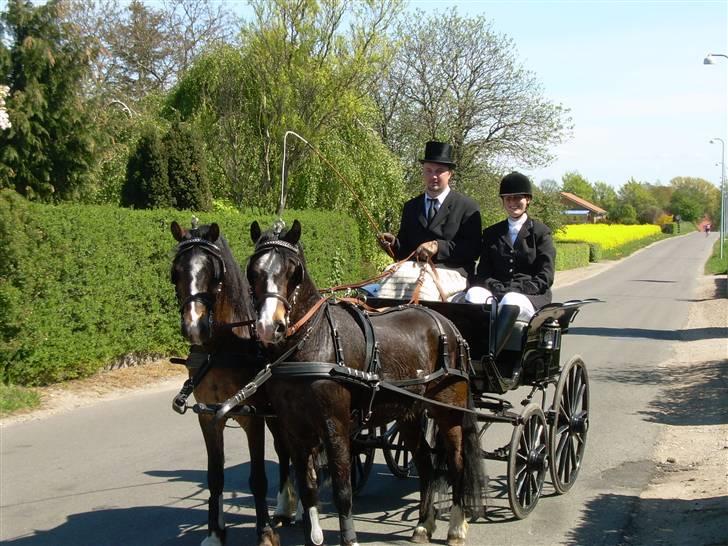 Welsh Mountain (sec A) Assamoses Bobby - Det er mig (Bobby) til højre billede 5
