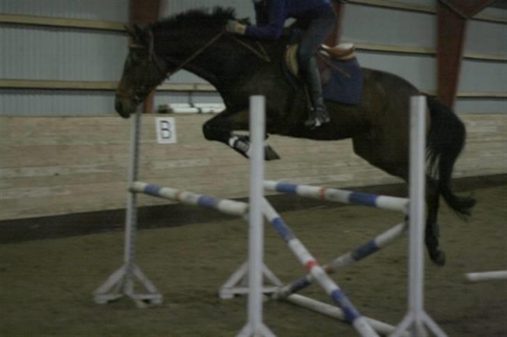 Fuldblod (XX) Capzeda xx - Springer 110 i højden, 125 i breden. Dec 07. Han er blevet helt god til springningen :-) billede 13