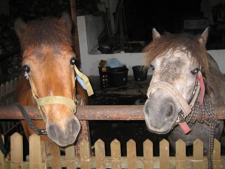 Shetlænder Kasper (solgt) - mig og min halv bro hollyday billede 2