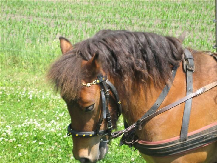 Shetlænder Kasper (solgt) - jah kan også gå til bidet hehe :) billede 3