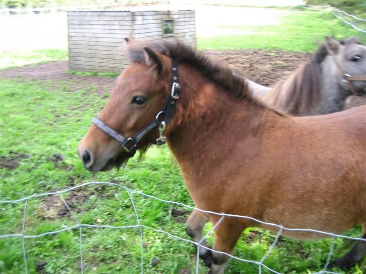 Shetlænder Kasper (solgt) - mig som lille  billede 4