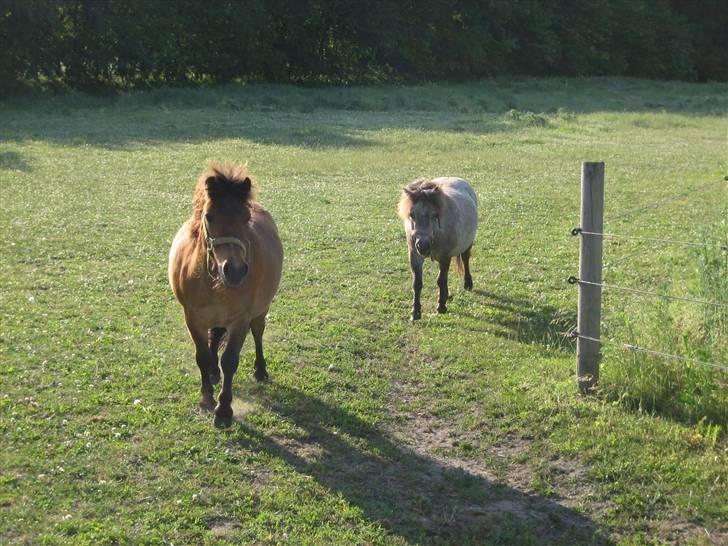 Shetlænder Kasper (solgt) - jeg kommer først hollyday  billede 5