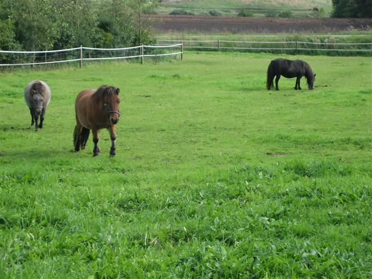 Shetlænder Kasper (solgt) - mig og hollyday elsker at lege kongens efter følger  billede 6