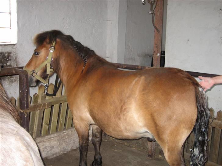 Shetlænder Kasper (solgt) - så er det vaske tid billede 7