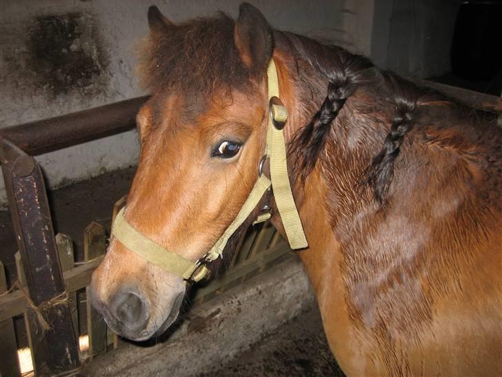 Shetlænder Kasper (solgt) - man skal vel også ha krøller en gang i mellem  billede 8