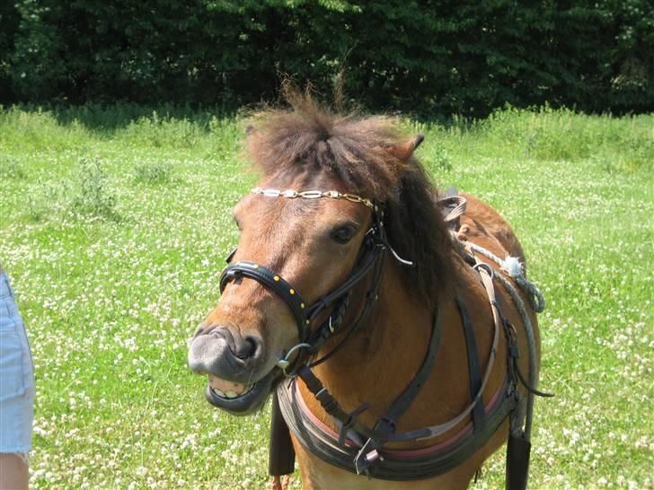 Shetlænder Kasper (solgt) - farvel xD billede 9