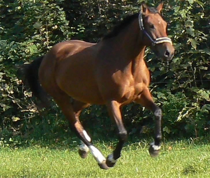 Anden særlig race Pilegaardens Amanda MINDE - Yeah, fuld galop, det bare skide skægt (: billede 6