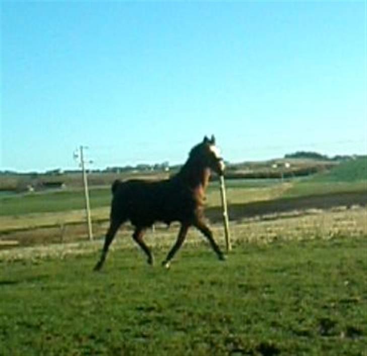 Dansk Varmblod Tequila ~SOLGT~R.I.P billede 14