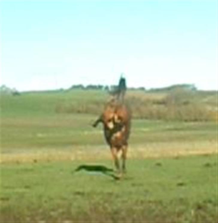 Dansk Varmblod Tequila ~SOLGT~R.I.P billede 15