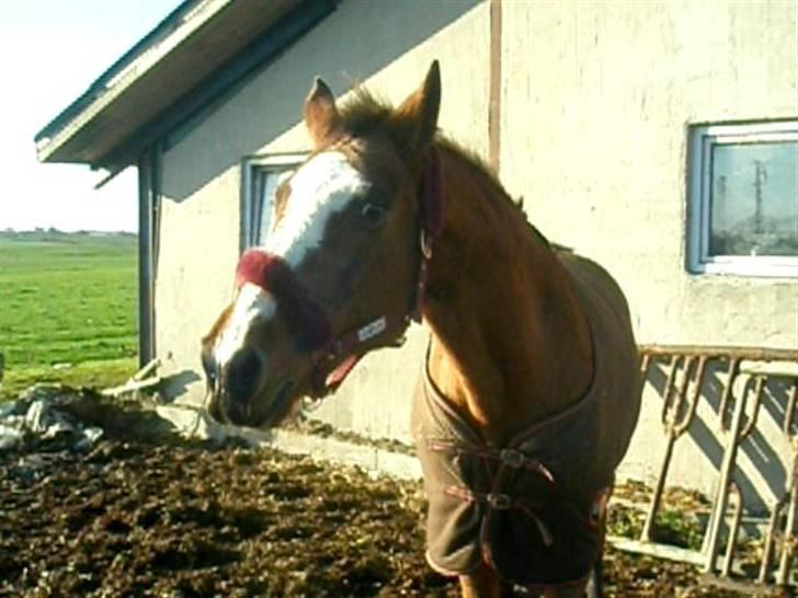 Dansk Varmblod Tequila ~SOLGT~R.I.P billede 16