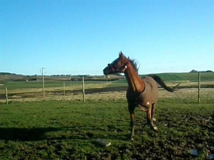 Dansk Varmblod Tequila ~SOLGT~R.I.P billede 17