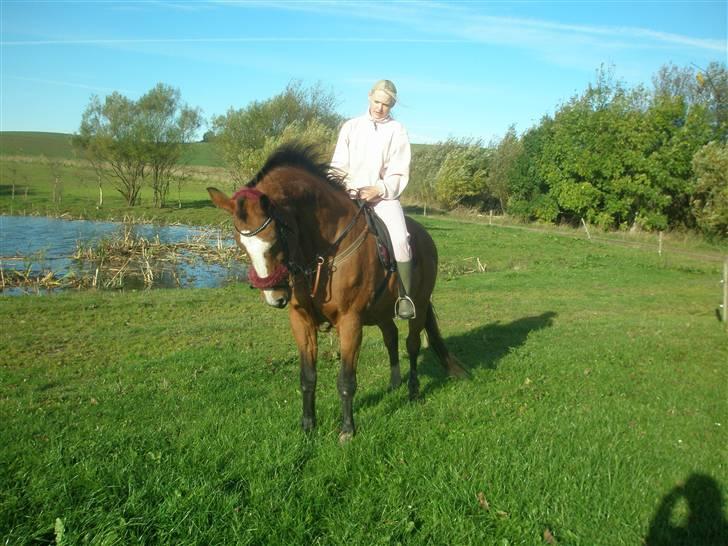 Dansk Varmblod Tequila ~SOLGT~R.I.P billede 18