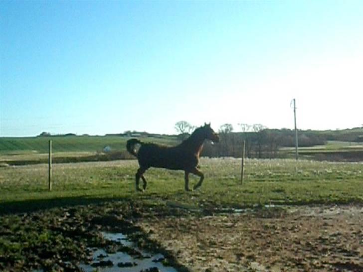 Dansk Varmblod Tequila ~SOLGT~R.I.P billede 19