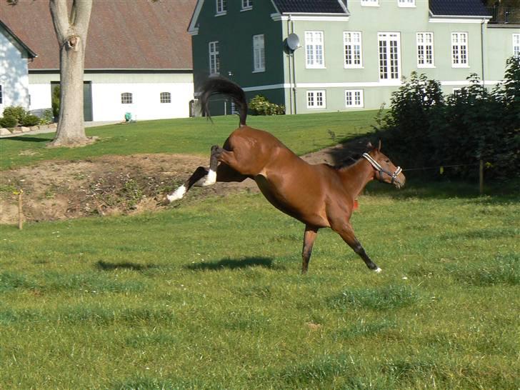 Anden særlig race Pilegaardens Amanda MINDE billede 10