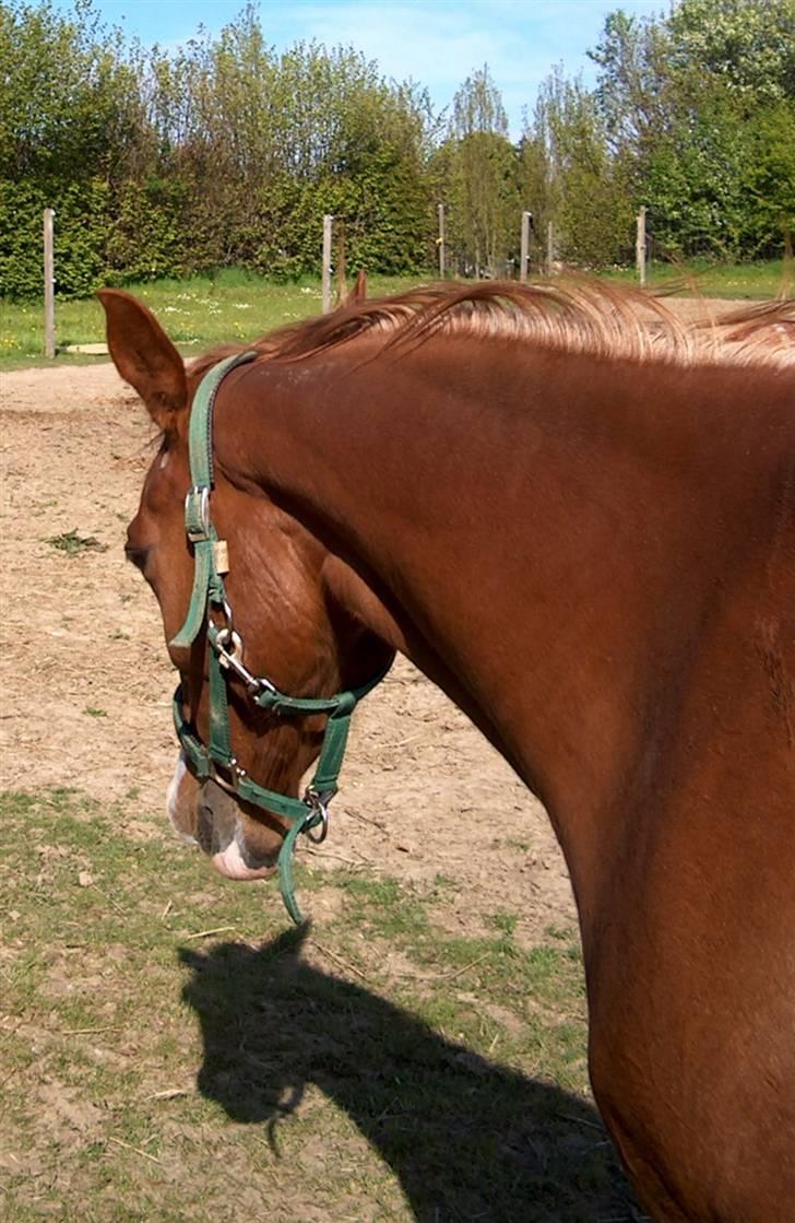 Anden særlig race : Viktoria | ~ Mit Et & Alt ~ - Gammelt billed af min prinsesse :) billede 14