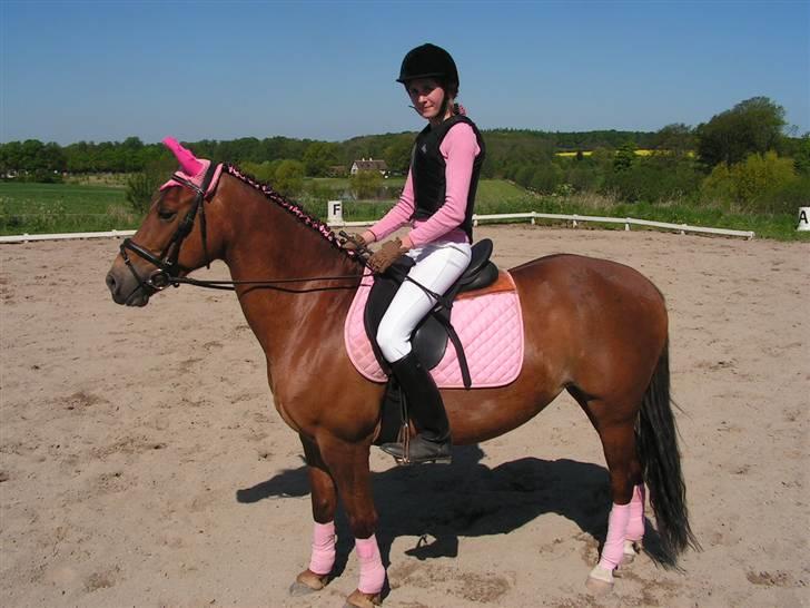 Fransk Sportspony Light De Starsky - Til springstævne ! Er hun ikke bare nutski i sit lyserøde dress? <3 billede 17
