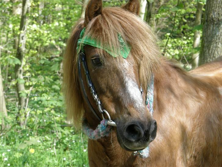 Anden særlig race $¤Chevy¤$ BÆVEREN XD - Kæft han er smuk! xD billede 19