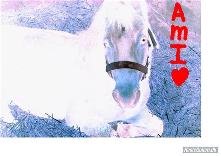 Anden særlig race Ami (SOLGT) :'( - 10# Jamen diq iqen<33 billede 10