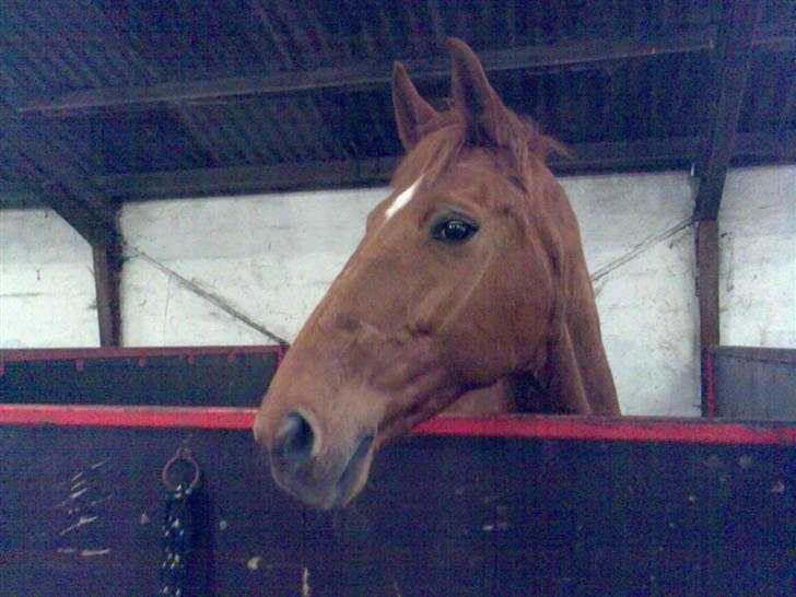 Dansk Varmblod Liten rider hende for en! - er hun ikk bare dejlig? billede 1