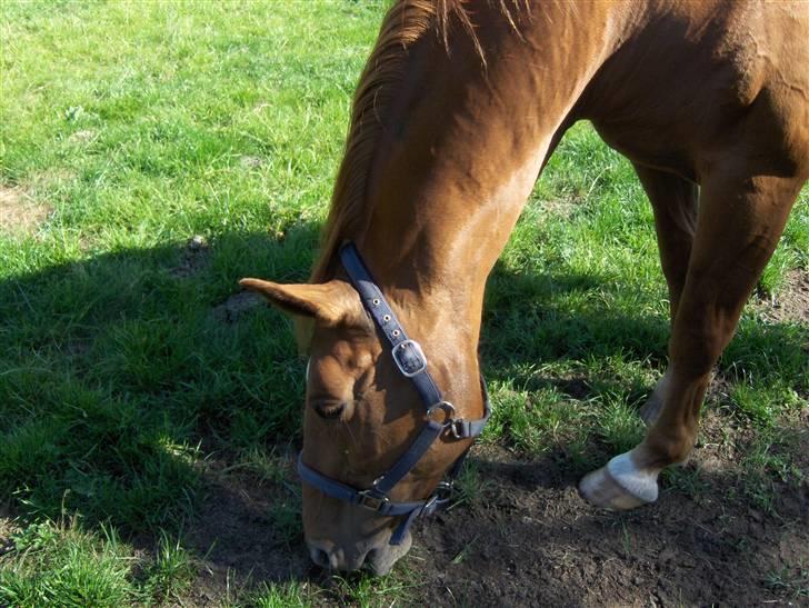 Dansk Varmblod Liten rider hende for en! - ingen af billederne må bruges på netpony!! billede 2